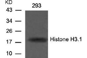 Image no. 2 for anti-Histone H3.1 (HIST1H3B) (Ser10) antibody (ABIN197332) (Histone H3.1 anticorps  (Ser10))