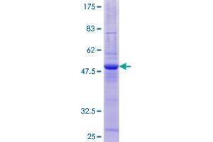 Image no. 1 for Translocase of Inner Mitochondrial Membrane 22 Homolog (TIMM22) (AA 1-194) protein (GST tag) (ABIN1322771)