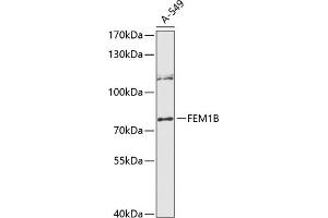 Western blot analysis of extracts of A-549 cells, using FEM1B antibody (ABIN6131634, ABIN6140575, ABIN6140577 and ABIN6216558) at 1:3000 dilution.