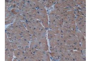 IHC-P analysis of Mouse Heart Tissue, with DAB staining. (Insulin anticorps  (AA 25-54, AA 90-110))