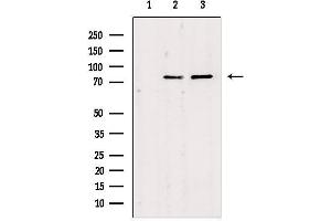 Western blot analysis of extracts from various samples, using JIP2 Antibody. (IB2 anticorps)
