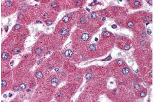 Human Liver (formalin-fixed, paraffin-embedded) stained with MARCH4 antibody ABIN298411 at 5 ug/ml followed by biotinylated goat anti-rabbit IgG secondary antibody ABIN481713, alkaline phosphatase-streptavidin and chromogen. (MARCH4 anticorps  (AA 300-350))