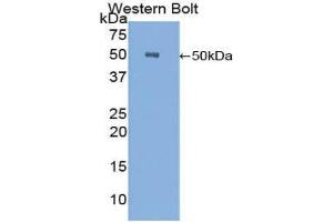Western Blotting (WB) image for anti-Carboxypeptidase E (CPE) (AA 151-317) antibody (ABIN1858476) (CPE anticorps  (AA 151-317))