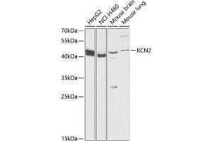Western blot analysis of extracts of various cell lines, using RCN2 antibody  at 1:1000 dilution. (RCN2 anticorps  (AA 23-180))