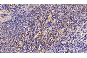 Detection of FAS in Porcine Spleen Tissue using Polyclonal Antibody to Factor Related Apoptosis (FAS)