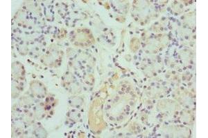 Immunohistochemistry of paraffin-embedded human pancreatic tissue using ABIN7157199 at dilution of 1:100
