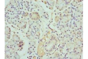 Immunohistochemistry of paraffin-embedded human pancreatic tissue using ABIN7157199 at dilution of 1:100 (Kallikrein 1 anticorps  (AA 35-276))