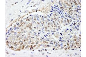 Immunohistochemistry (IHC) image for anti-FK506 Binding Protein 4, 59kDa (FKBP4) (AA 1-50) antibody (ABIN7448967) (FKBP4 anticorps  (AA 1-50))