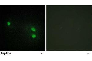 Immunofluorescence analysis of HeLa cells, using HIST1H2BH polyclonal antibody . (HIST1H2BH anticorps)