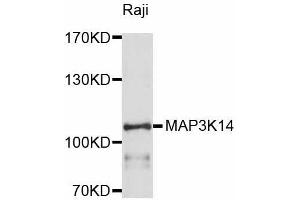 Western blot analysis of extracts of Raji cells, using MAP3K14 antibody (ABIN5998174) at 1/1000 dilution. (MAP3K14 anticorps)