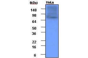 Western blot analysis: Cell lysates of HeLa(each 20ug) were resolved by SDS-PAGE, transferred to PVDF membrane and probed with anti-human Hsp90 (1:1000).