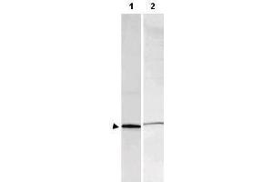 Western blot using  Affinity Purified anti-S-100 antibody shows detection of a band ~11 kDa corresponding to bovine S-100 monomer (100 ng loaded, arrowhead lane 1). (S100A1 anticorps)