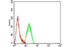 Flow cytometric analysis of THP-1 cells using CEACAM3 mouse mAb (green) and negative control (red).