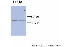 Sample type:Huh7 HepG2 (50ug)Primary Antibody Dilution: 1:500Image Submitted by: Partha KasturiUniversity of Kansas Medical Center (PDHA1 anticorps  (C-Term))
