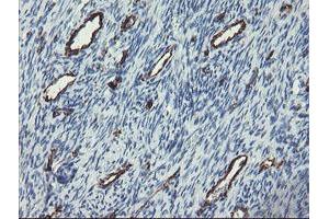 Image no. 1 for anti-Platelet/endothelial Cell Adhesion Molecule (PECAM1) antibody (ABIN1497251) (CD31 anticorps)