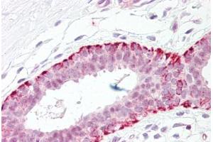 Anti-FADD antibody IHC staining of human breast. (FADD anticorps  (AA 159-208))
