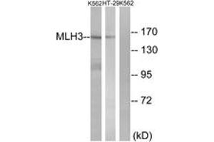 Western blot analysis of extracts from K562/HT-29 cells, using MLH3 Antibody. (MLH3 anticorps  (AA 521-570))