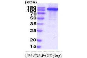 SDS-PAGE (SDS) image for CD22 Molecule (CD22) (AA 20-687) protein (hIgG-His-tag) (ABIN6388139)