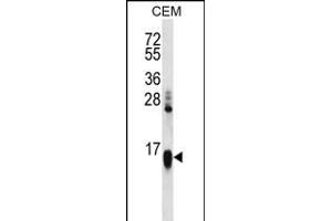HIST1H2 Antibody (N-term) (ABIN656333 and ABIN2845632) western blot analysis in CEM cell line lysates (35 μg/lane). (HIST1H2AA anticorps  (N-Term))