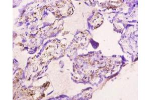 Immunohistochemistry of paraffin-embedded human placenta tissue using ABIN7139729 at dilution of 1:10 (Apelin anticorps)