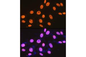 Immunofluorescence analysis of NIH-3T3 cells using SFPQ Rabbit mAb (ABIN7270547) at dilution of 1:100 (40x lens).