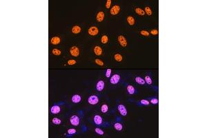 Immunofluorescence analysis of NIH-3T3 cells using SFPQ Rabbit mAb (ABIN7270547) at dilution of 1:100 (40x lens). (SFPQ anticorps)