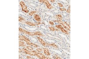 Immunohistochemical analysis of paraffin-embedded human kidney tissue using A performed on the Leica® BOND RXm.