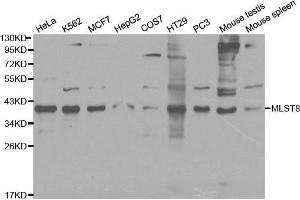 Western blot analysis of extracts of various cell lines, using MLST8 antibody.