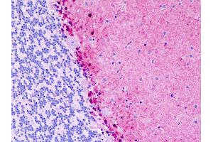 Anti-S100B / S100 antibody IHC staining of human brain, cerebellum.