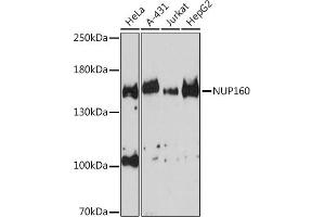 Western blot analysis of extracts of various cell lines, using NUP160 Rabbit pAb (ABIN6133841, ABIN6144957 and ABIN7101841) at 1:3000 dilution. (NUP160 anticorps)