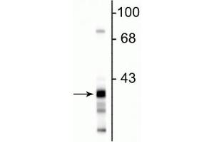 Western blot of rat hippocampal lysate showing the specific immunolabeling of ~38 kDa GAPDH protein. (GAPDHS anticorps)