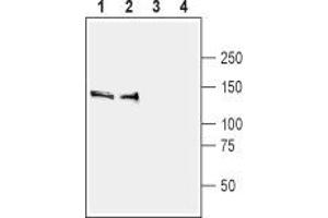 Western blot analysis of rat (lanes 1 and 3) and mouse (lanes 2 and 4) brain membranes:  - 1,2 Anti-SynGAP Antibody (ABIN7043789, ABIN7045176 and ABIN7045177), (1:400). (SYNGAP1 anticorps  (C-Term))