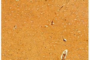 ABIN6263901 and ABIN6278065 at 1/100 staining Mouse brain tissue by IHC-P. (ORAI1 anticorps  (C-Term))