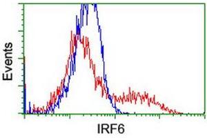 Image no. 11 for anti-Interferon Regulatory Factor 6 (IRF6) antibody (ABIN1498901)