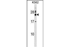 Western blot analysis in K562 cell line lysates (35ug/lane). (REXO2 anticorps  (AA 129-157))