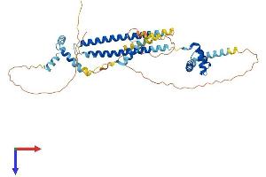 AlphaFold protein structure predicition of Human Recombinant PBX1 Protein, UniprotID P40424