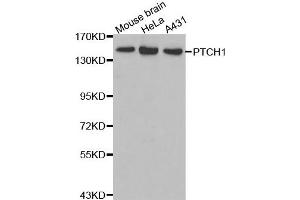 Western blot analysis of extracts of various cell lines, using PTCH1 antibody. (Patched 1 anticorps)