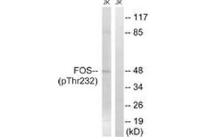 Western blot analysis of extracts from Jurkat cells treated with EGF 200ng/ml 5', using FOS (Phospho-Thr232) Antibody. (c-FOS anticorps  (pThr232))