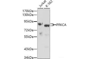 Western blot analysis of extracts of various cell lines using PRKCA Polyclonal Antibody.
