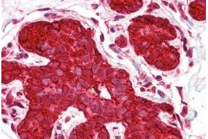 Anti-HSP90AA1 / Hsp90 antibody IHC staining of human breast. (HSP90AA1 anticorps  (AA 683-732))