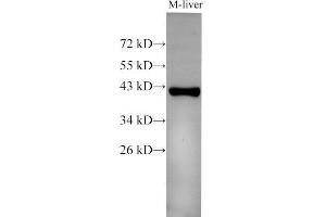 Western Blot analysis of Mouse liver using EpCAM Polyclonal Antibody at dilution of 1:500 (EpCAM anticorps)