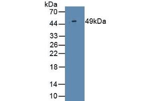 Detection of Recombinant IFNa2, Human using Monoclonal Antibody to Interferon Alpha 2 (IFNa2) (IFNA2 anticorps  (AA 24-188))