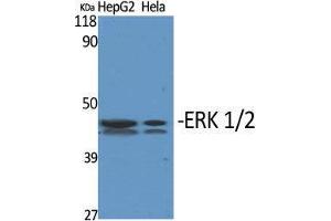 Western Blot (WB) analysis of specific cells using ERK 1/2 Polyclonal Antibody. (ERK1/2 anticorps  (Ser1106))