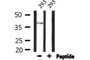 Western blot analysis of extracts from 293, using GDF15 Antibody. (GDF15 anticorps  (N-Term))