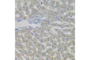 Immunohistochemistry of paraffin-embedded rat liver using VIP antibody (ABIN6292338) (40x lens).