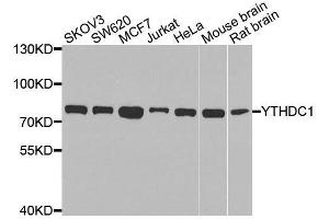 Western blot analysis of extracts of various cell lines, using YTHDC1 antibody. (YTHDC1 anticorps  (AA 260-500))