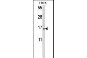 Western blot analysis of SNRPD2 Antibody (N-term) (ABIN390823 and ABIN2841054) in Hela cell line lysates (35 μg/lane). (SNRPD2 anticorps  (N-Term))