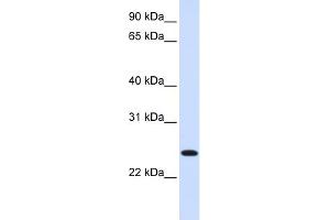 WB Suggested Anti-ORC6L Antibody Titration: 0. (ORC6 anticorps  (C-Term))