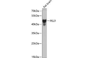 Western blot analysis of extracts of rat brain, using PELI1 antibody (ABIN6132546, ABIN6145436, ABIN6145437 and ABIN6224259) at 1:1000 dilution. (Pellino 1 anticorps  (AA 1-250))