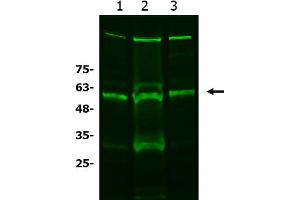 Western Blot of Rabbit anti-xCT antibody Western Blot of Rabbit anti-xCT antibody.